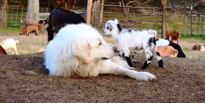 The Great Pyrenees and baby goat