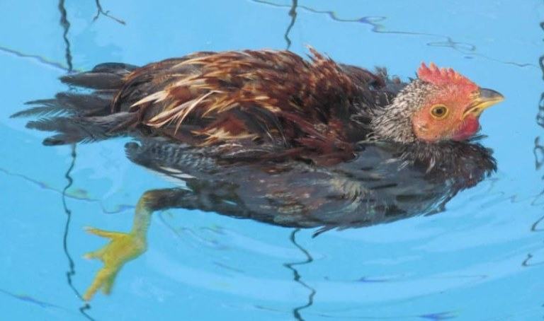 can chickens swim