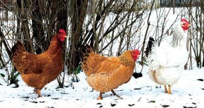 caring for chickens in winter