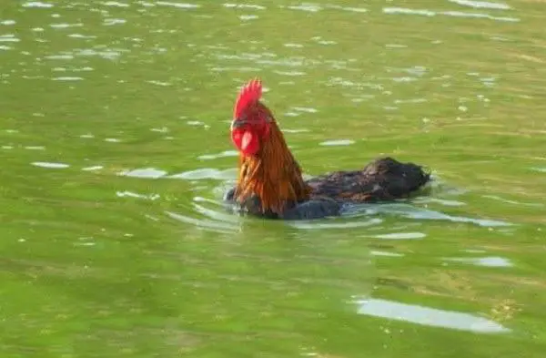 chicken swimming