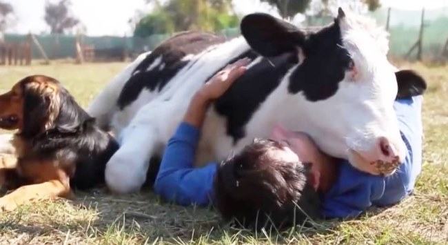 cow hugging