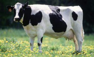 Do Cows Have Periods? - Sand Creek Farm