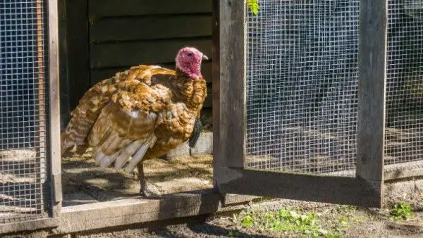 domestic turkeys