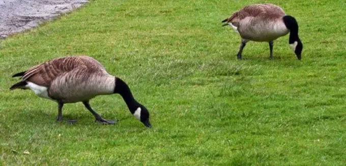 geese eat grass