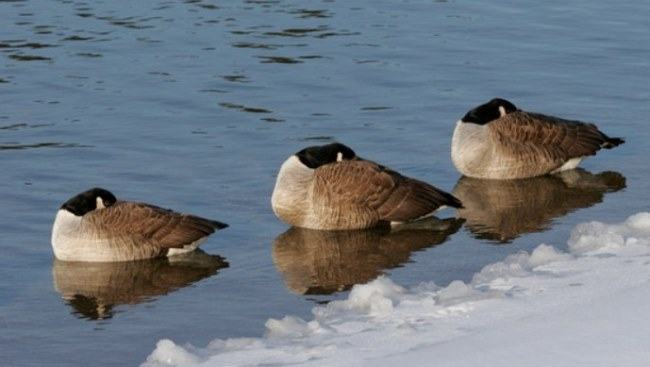 geese sleep on water surface