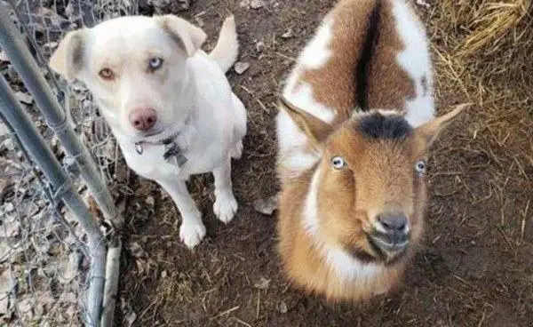 goat and dog