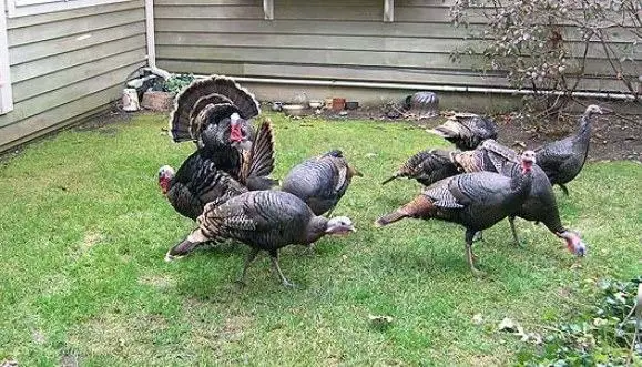 ground feeding turkey