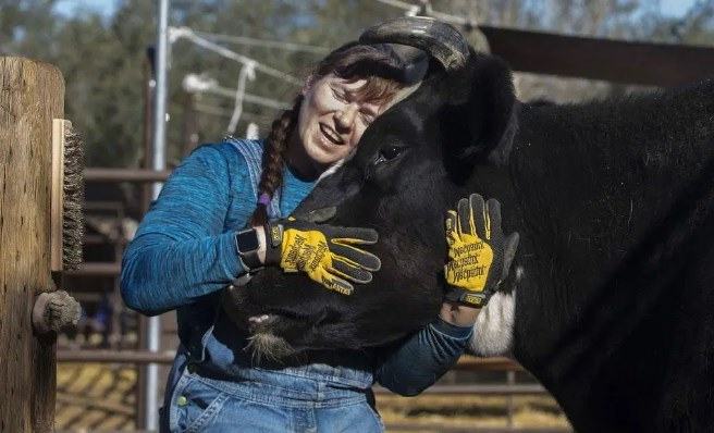 training cow to be friendly