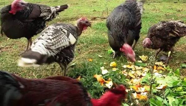 turkey eat natural food