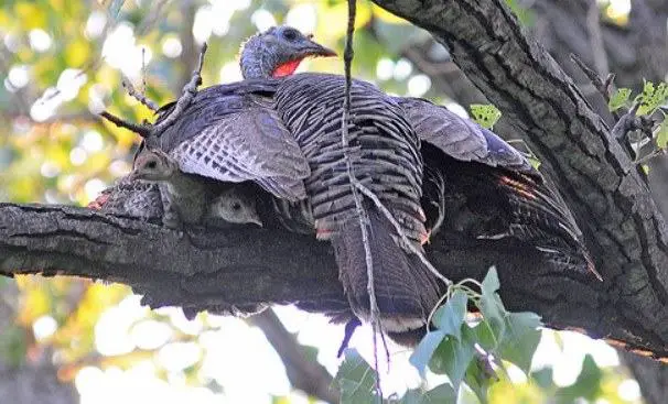 turkey roosting