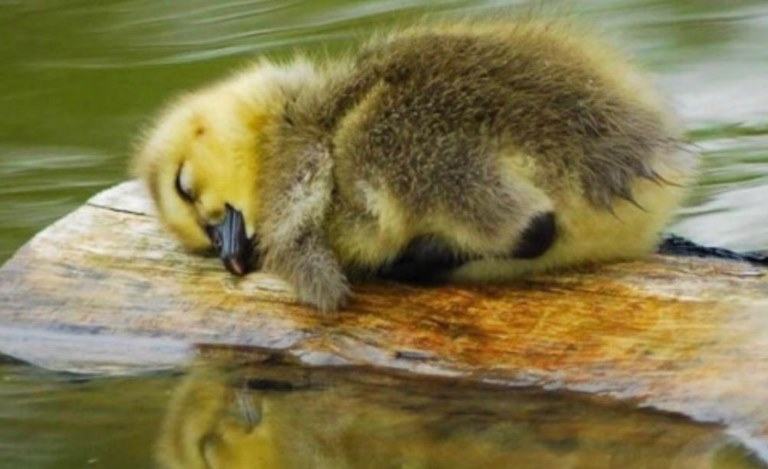 where do ducks sleep