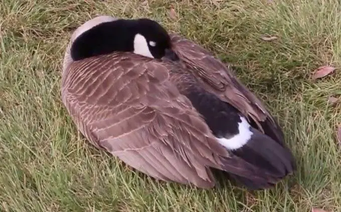 where do geese sleep