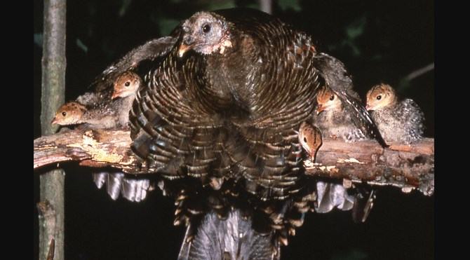 young turkeys with thier mother