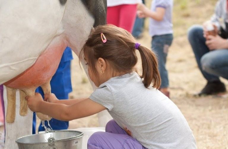 Does Milking A Cow Hurt The Cow Sand Creek Farm