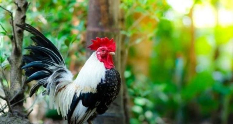 Good environment can lengthen Chicken's age