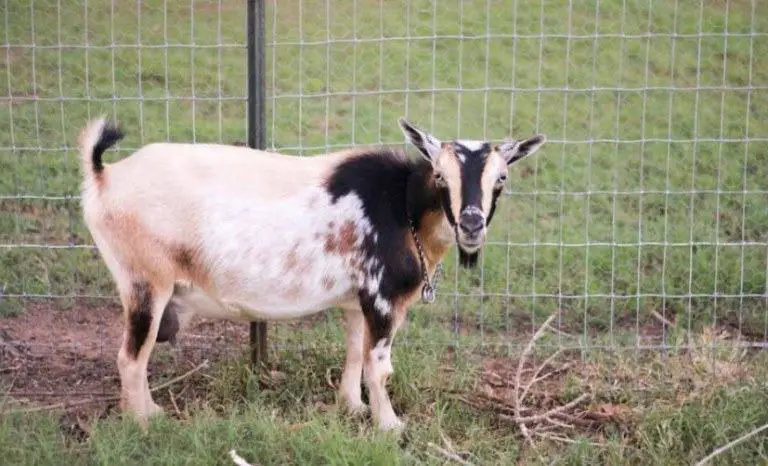 best fence for goats reviews