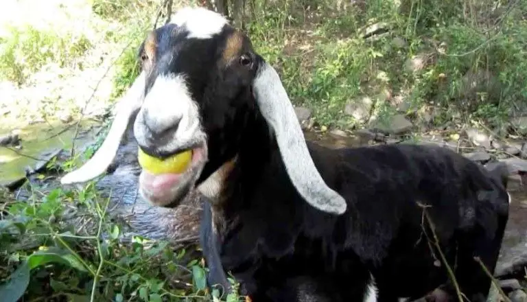 feed apple to goat