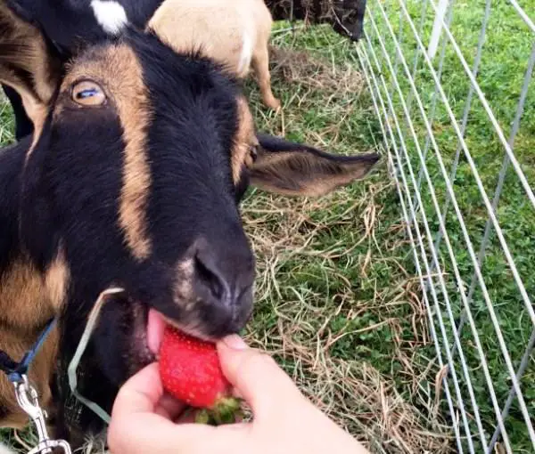 feed goat a strawberry