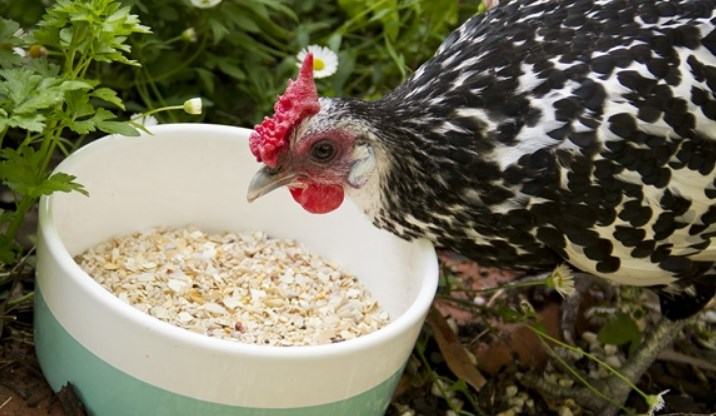 feed grit for chickens