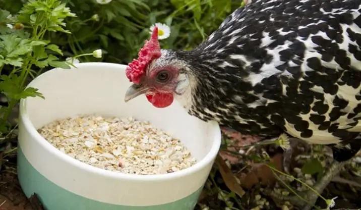 Why Do Chickens Eat Rocks? - Sand Creek Farm