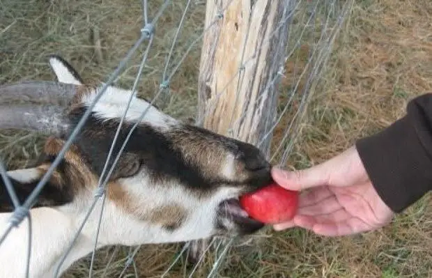 goat eat apple