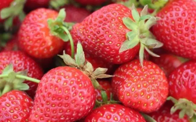 Can Goats Eat Strawberries? - Sand Creek Farm