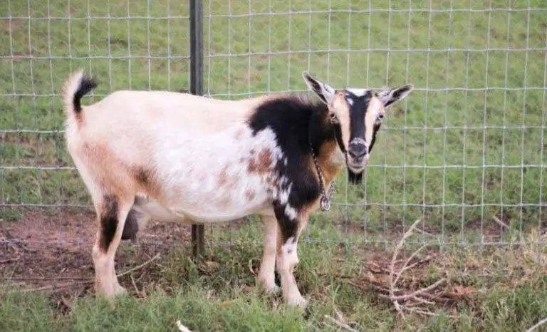 good goat fencing