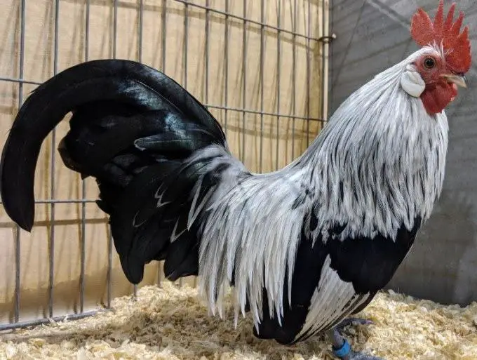 how long do bantam roosters live