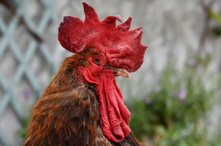 how long do roosters live