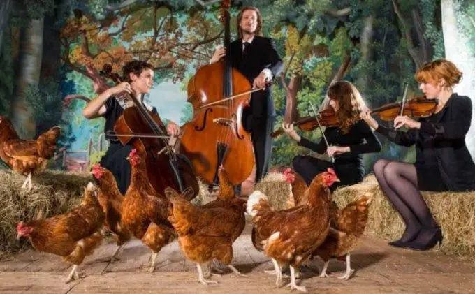 music for laying hens