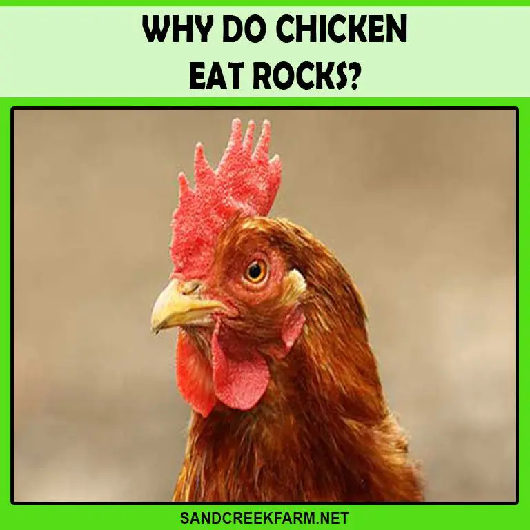 why do chickens eat rocks