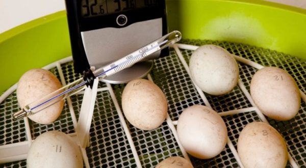 quail incubator temperature