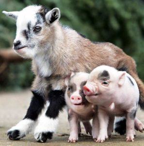 Vibrant Can Pigs And Goats Live Together Background Concept Vibrant Can Pigs And Goats Live Together Background Concept
