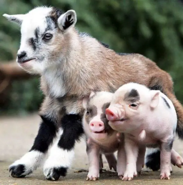 Can Pigs And Goats Live Together Sand Creek Farm