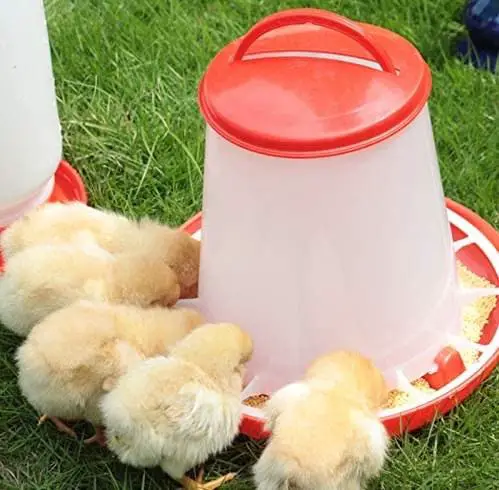 chicks feeder