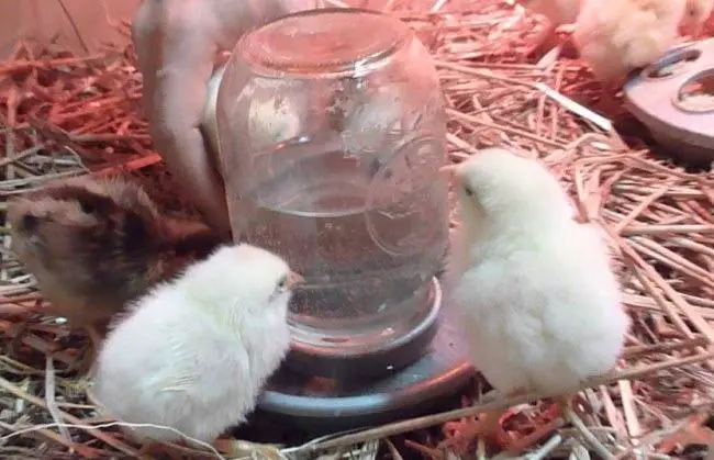 feed water for baby chicks