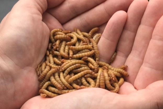 feed worms for baby chicks