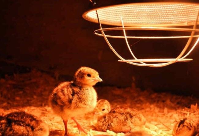 heat lamp for chicks