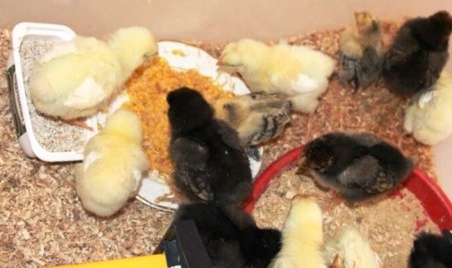 homemade treats for baby chicks