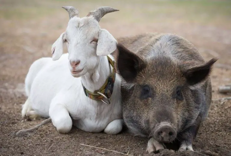 pig and goat live together