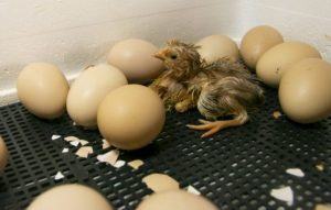 What To Feed Baby Chickens After Hatching? - Sand Creek Farm