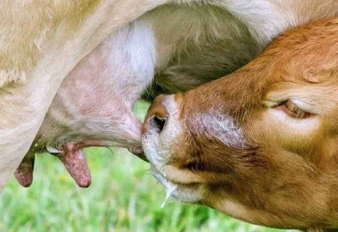 Baby cows or calves drink colostrum