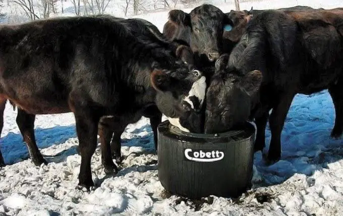 beef cow drinking water