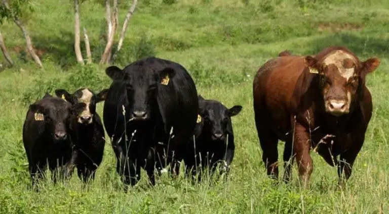 bull, steer, heifer and cow