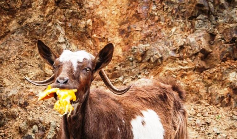can goat eat oranges