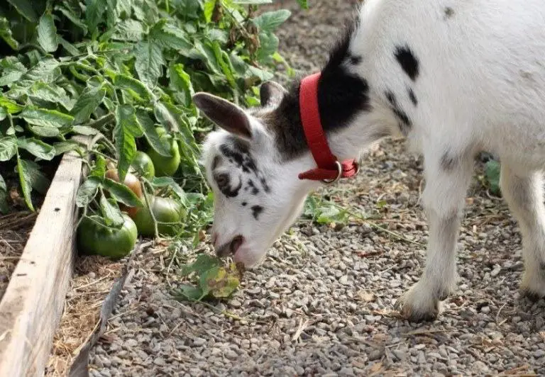can goat eat tomatoes