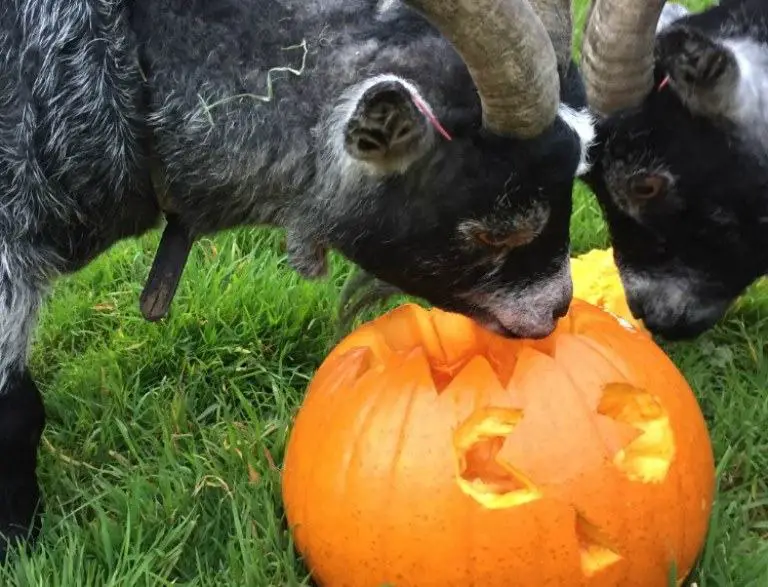 can goats eat pumpkin