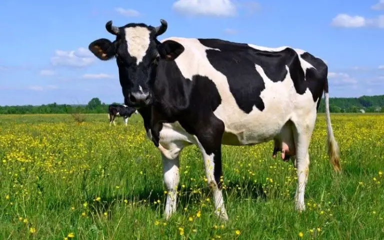 do male cows have udders