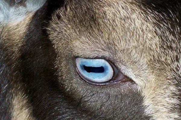eyesight of goats