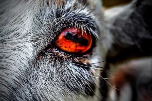 5 Facts About Goat Eyes You Will Surprise - Sand Creek Farm